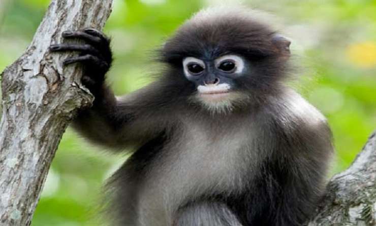 mini zoo Rantau Prapat