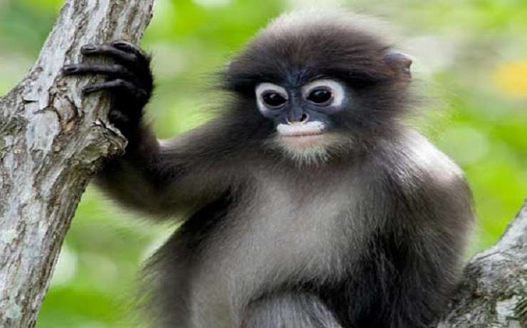 mini zoo Rantau Prapat